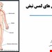  نبض
