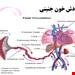  دانلود پاورپوینت پرستاری درمورد لقاح و رشد و تکامل جنینی 