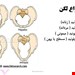  دانلود پاورپوینت پرستاری درمورد آناتومی و فیزیولوژی دستگاه تناسلی زنان