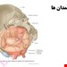  دانلود پاورپوینت پرستاری درمورد آناتومی و فیزیولوژی دستگاه تناسلی زنان
