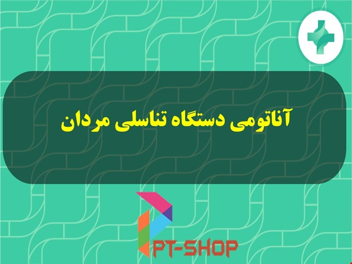 دانلود پاورپوینت در مورد آناتومی دستگاه تناسلی مردان 